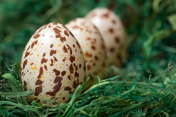 Ovos de Páscoa. — Fotografia de Stock