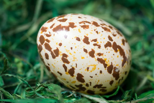 Nakrapiane jaja. — Zdjęcie stockowe