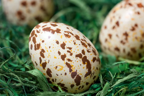 Spotted eggs. — Stock Photo, Image
