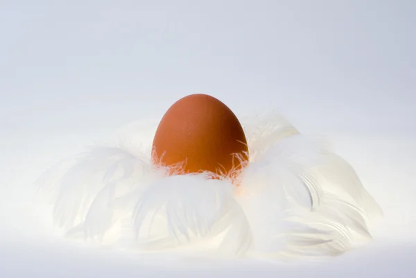Egg in feather's nest — Stock Photo, Image