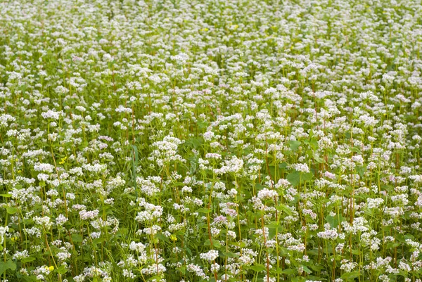 Field of buckwheat. — Stock Photo, Image