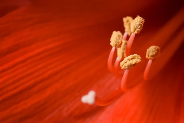 stock image Stamen of hippeastrum.