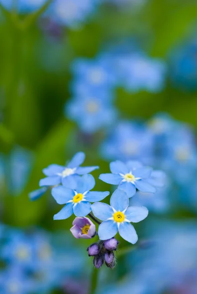 Forget-me-not flowers. — Stock Photo, Image