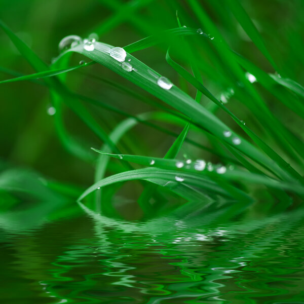 Wet grass.