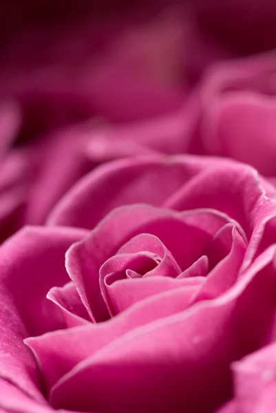 Pink rose detail. — Stock Photo, Image