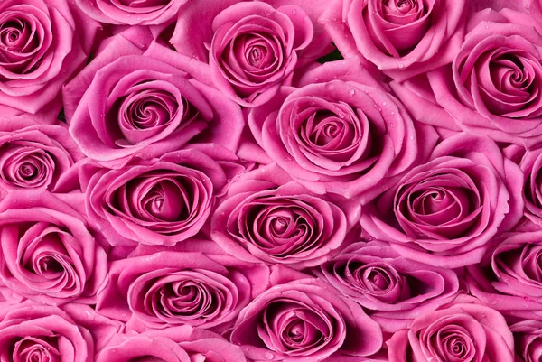 stock image Pink roses.