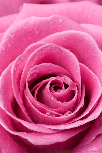 Pink rose detail. — Stock Photo, Image