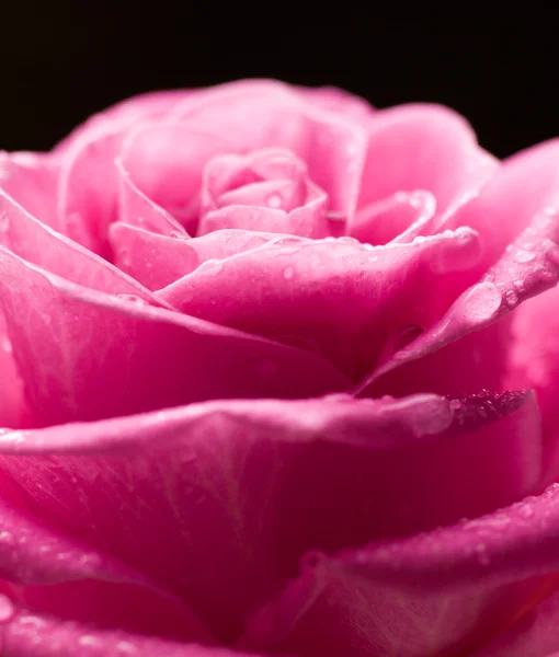 Rose romantique . — Photo