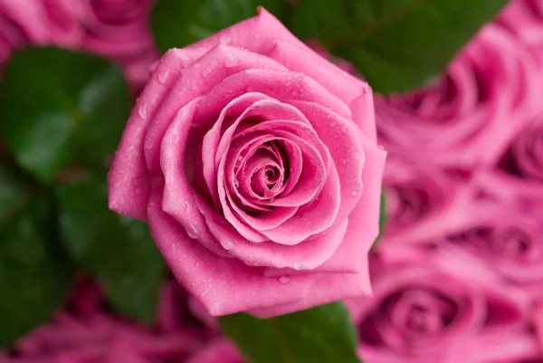 Rosa romântica . — Fotografia de Stock
