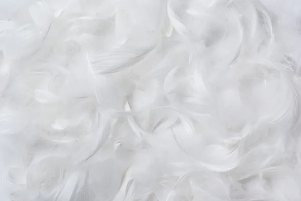 Feathers background Royalty Free Stock Photos