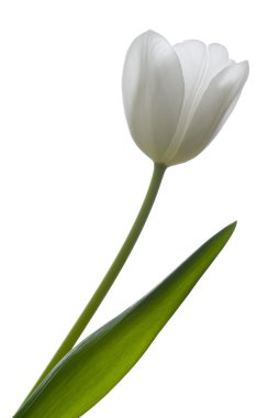 White tulip. clipart