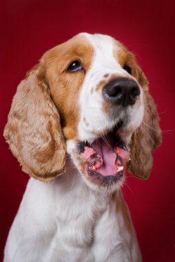 Yawning Cocker Spaniel. clipart