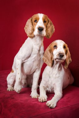 meraklı cocker Spaniel.