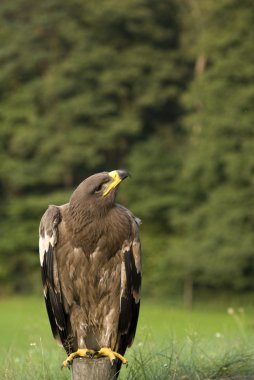 kartal.