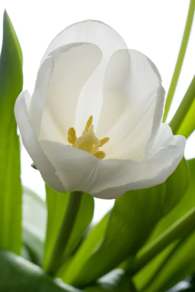 Tulipano bianco . — Foto Stock