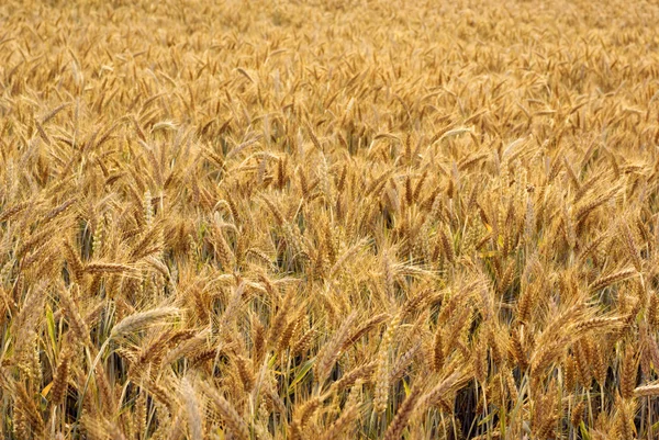 Cereal - Triticale. — Stock Photo, Image