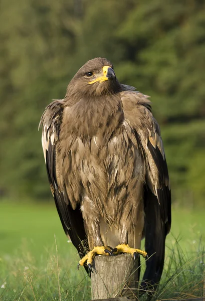 stock image Eagle.