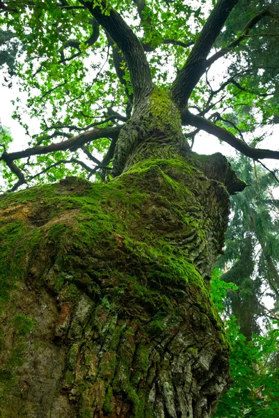큰 오크 나무. — 스톡 사진