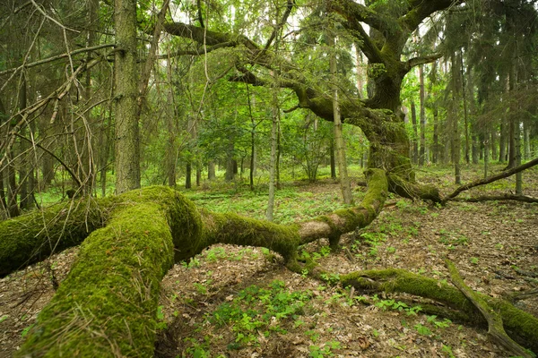 Old oak. — Stock Photo, Image
