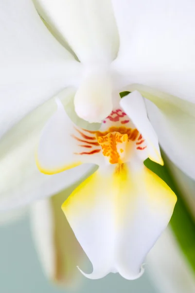 Bellezza del Orchid . — Foto Stock