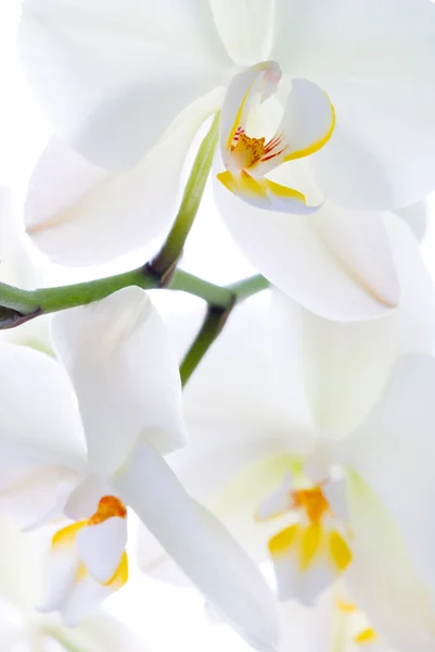 Orchid versheid. — Stockfoto