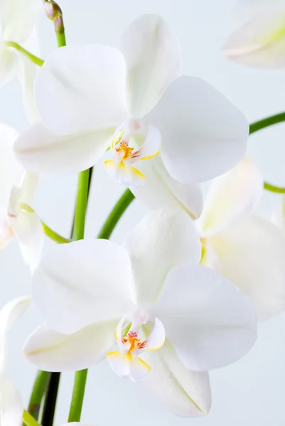 Orchidea lucente . — Foto Stock