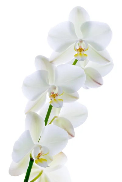 Orchidea pura . — Foto Stock
