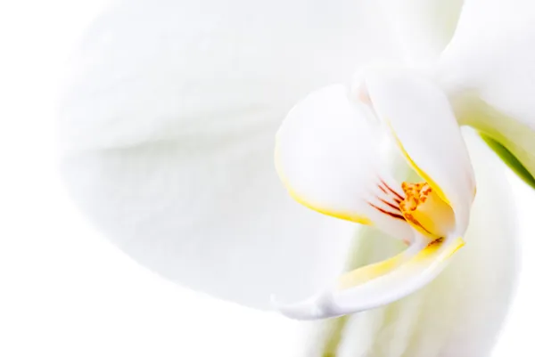 Orchidea pura . — Foto Stock