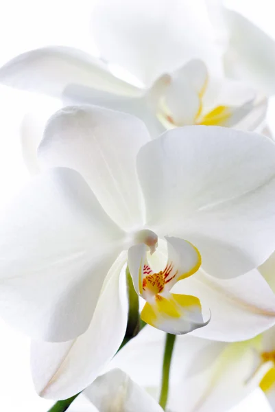蘭の花. — ストック写真