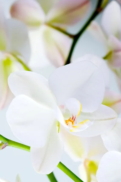 Stock image Orchid flower.