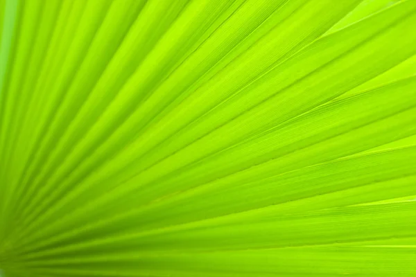 stock image Palm leaf.