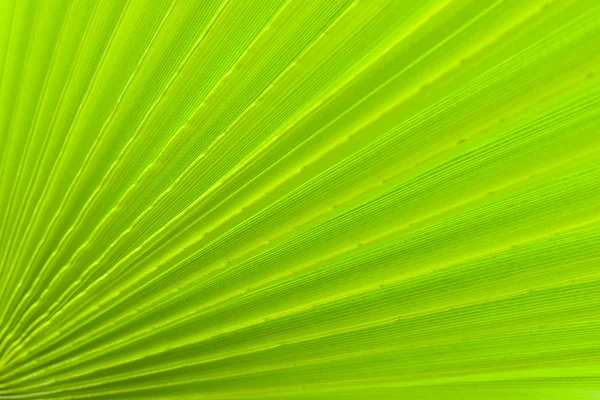 Palm leaf . — стокове фото