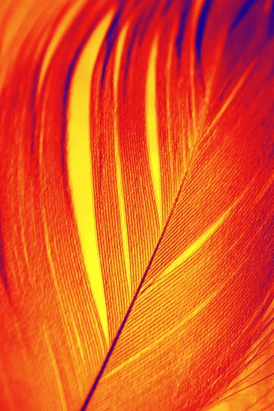 Plume Phoenix — Photo