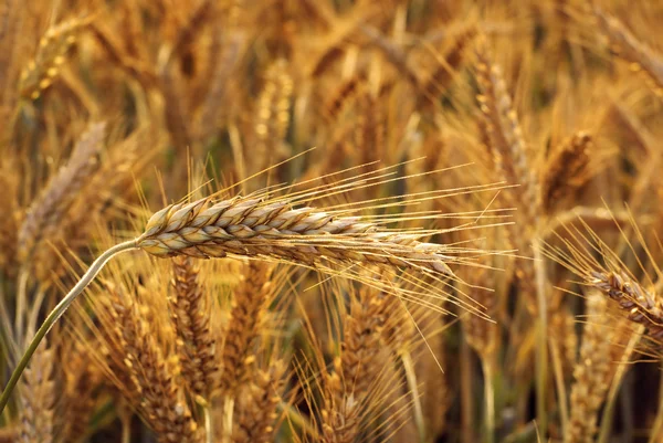Cereal - Triticale. Stock Photo