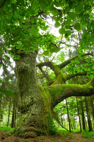 Mighty oak. — Stock Photo, Image