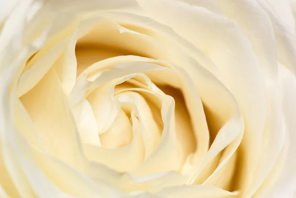 Romantic rose. Royalty Free Stock Photos