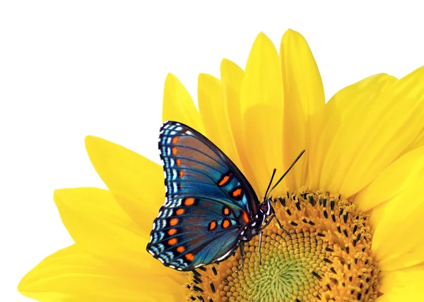 Slunečnice s modrý motýl — Stock fotografie