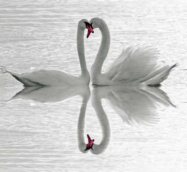 stock image Swans love.