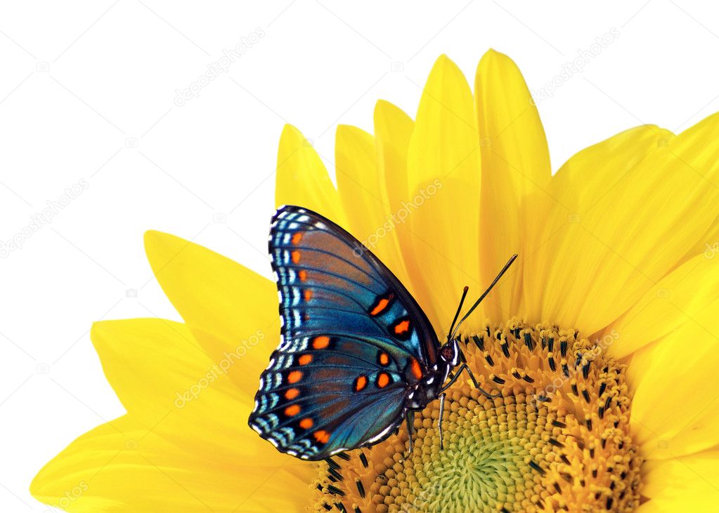 Sunflower with blue butterfly