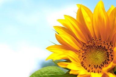 Yellow sunflower clipart