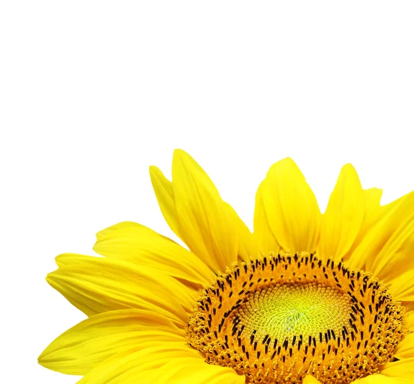 Žluté slunečnice na bílém pozadí — Stock fotografie