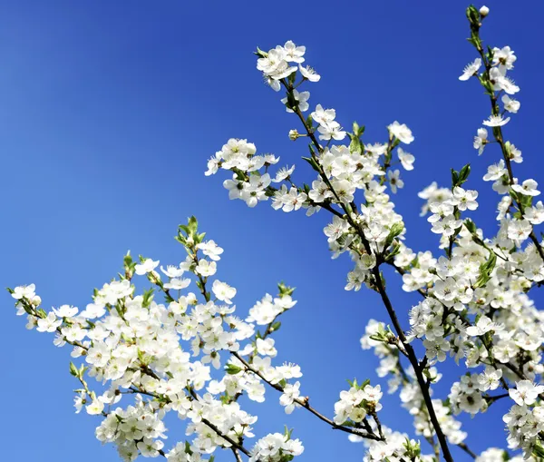 Квіти яблуні на блакитному небі — стокове фото