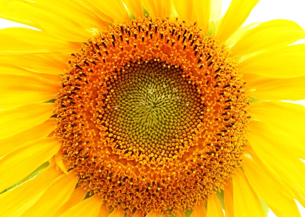 Vivid Sunflower — Stock Photo, Image