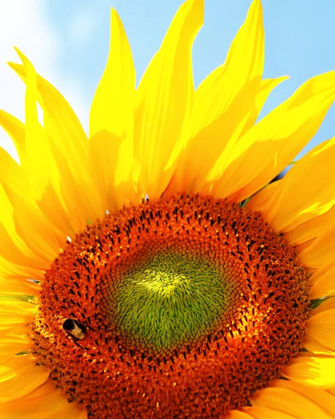 Vacker gul solros — Stockfoto