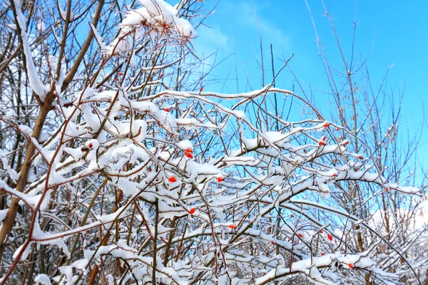 Frukt av villrose dekket med snø – stockfoto