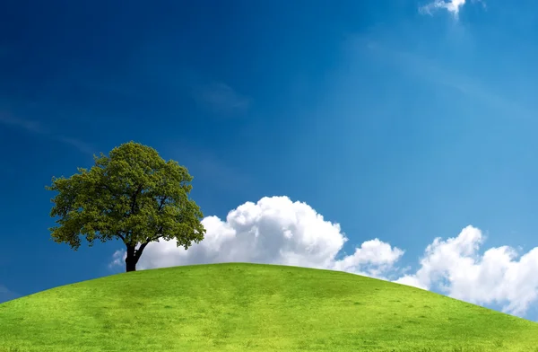 Зеленое поле и одинокое дерево — стоковое фото
