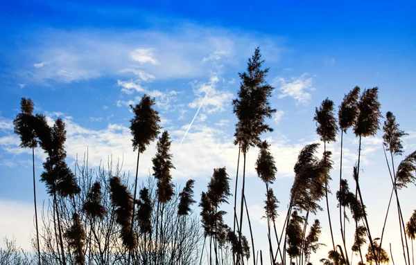 풀 과푸른 하늘 — 스톡 사진