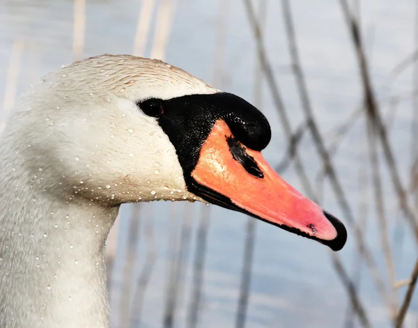 Retrato de um cisne — Fotografia de Stock