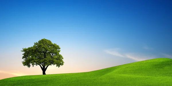 Tree in the empty field — Stock Photo, Image