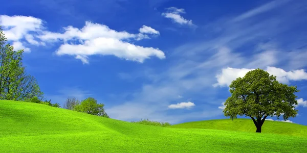 Albero su campo verde — Foto Stock